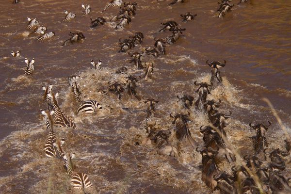 Gefolgt von Zebras