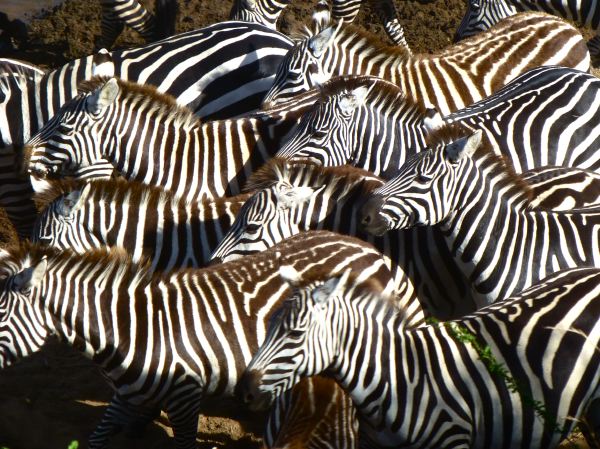 auch die Zebras