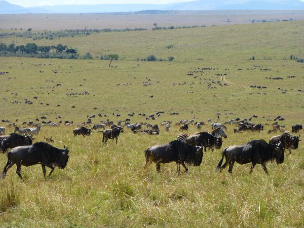 Ab in die Serengeti