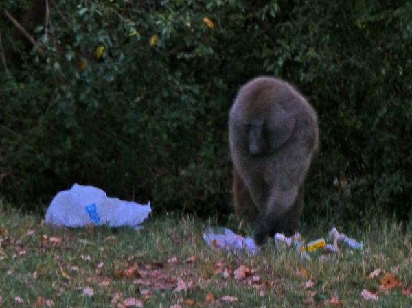 Am Camp wird unser Müll von dem Kerlchen geklaut