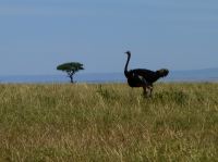Ausflug in die Masai Mara