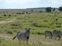 Giraffen, Zebras, Wildebeests...alles auf dem Weg