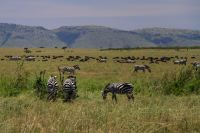 Herden von Zebras