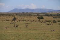 Zebras, Giraffen, Wildebeests