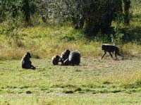 Die Baboons sind hier viel wuscheliger (da nachts kälter)