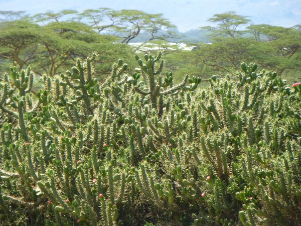 Kakteen vor Lake Naivasha