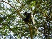 Und plötzlich besucht uns ein Black and White Colobus