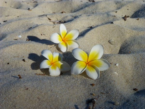 Noch ein bisschen Deko an den Strand