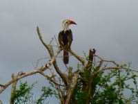 Ein Hornbill