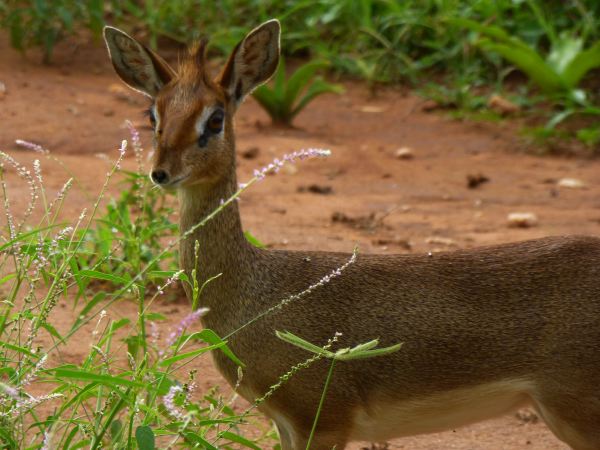 Ein Dik-Dik (kleinste Antilopenart)