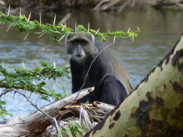 Sykes Monkey mit Hörnchen