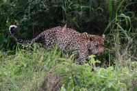 Ein wunderschöner Leopard