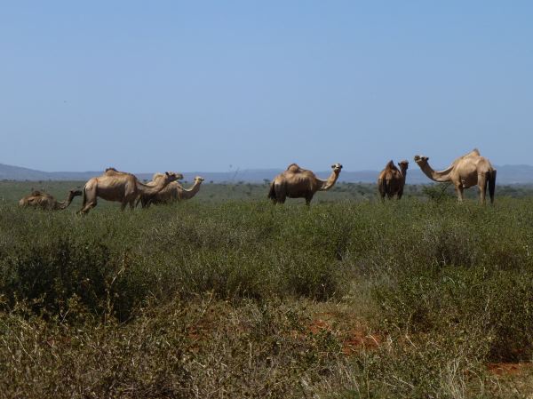 ...und später im Camel-Camp auskuriert wird