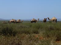 ...und später im Camel-Camp auskuriert wird