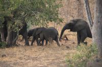 Und danach in den Liwonde Nationalpark