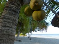 Hurra...es gibt wieder Kokospalmen