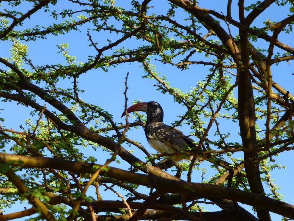 Tukanähnlicher Vogel