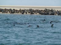 Planschende Seelöwen, aber keine Delfine