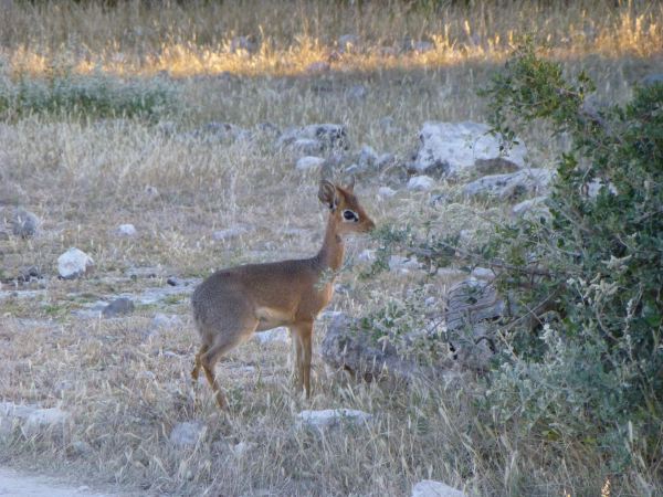 Ein Dik-Dik (die kleinste Antilopenart der Welt)