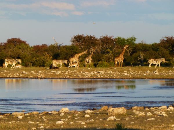 Ein Gnu, ein paar Zebras, Giraffen und Springbock