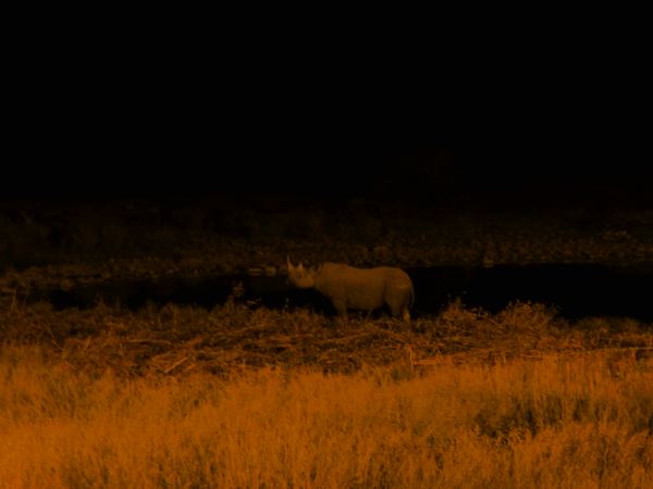 da kommt ein Nashorn