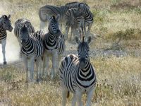 Zebraherden im Etosha