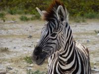 Und wieder ein Baby-Zebra