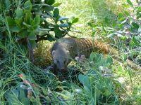 Banded Mongoose