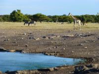 Zebras, Giraffen, Impalas