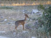 Ein Dik-Dik (die kleinste Antilopenart der Welt)