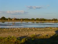 Abends am Waterhole Nr.25