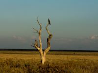 Etosha-Nationalpark