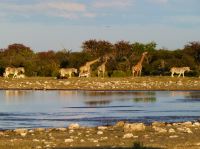 Ein Gnu, ein paar Zebras, Giraffen und Springbock