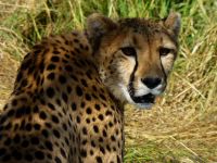 Cheetah