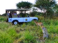 Die da! - Wir genießen eine Privat-Safari
