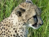 Kleiner Gepard