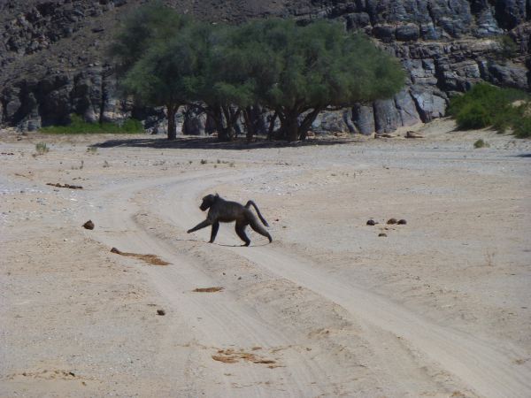 Und noch ein Baboon über die Straße