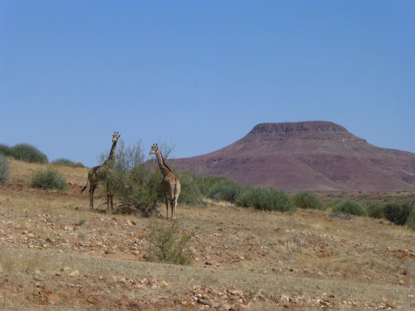 Und sehen gleich schon erste Giraffen