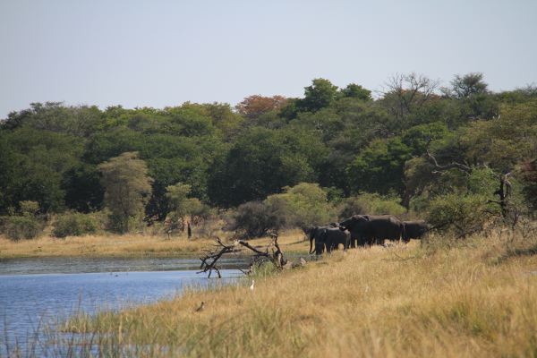 Elefantenherde im Bwatabwata-Nationalpark