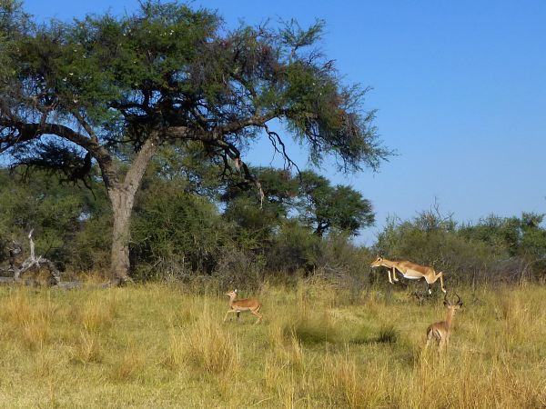 Da hüpfen die Impalas