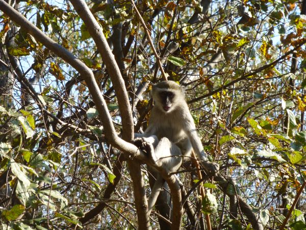 Vervet-Monkey am Campplatz