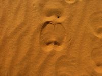 Kamelspuren im Sand