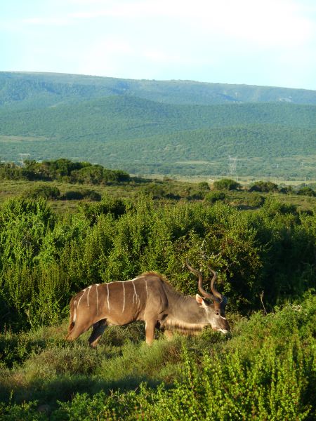 Kudu