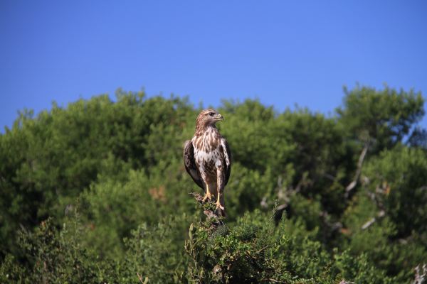 Raubvogel