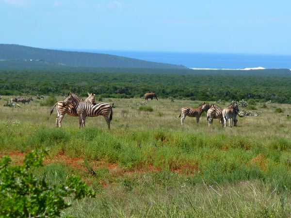 Elefant, Meer und Zebras