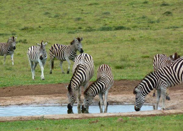 Ein paar Zebras sagen Good-Bye