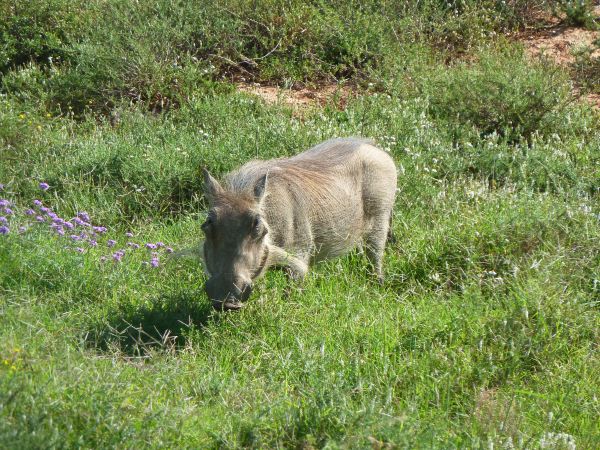 und ein Warzenschwein