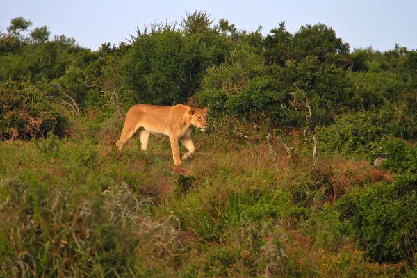 und die Lioness