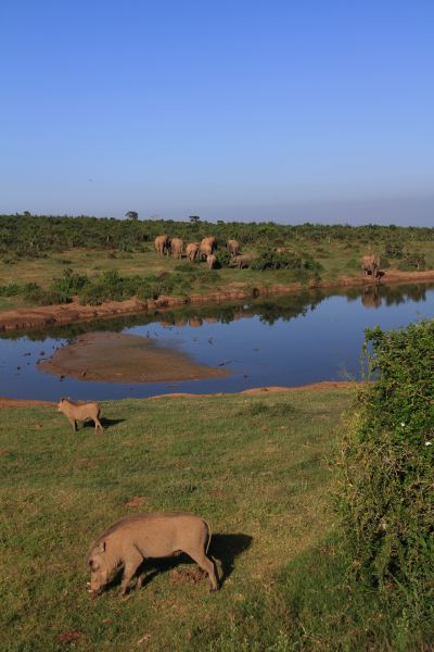 und Warthogs (Warzenschweinen)