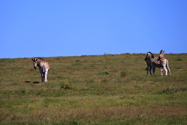 Da drüben Burchell´s Zebras